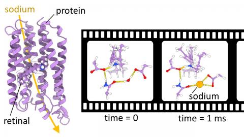 QM/MM simulations help to resolve the sodium pumping mechanism of a light-driven ion transporter