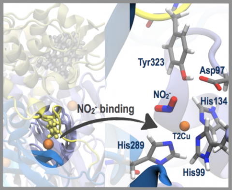 Nitrite binding in three-domain haem-Cu nitrite reductase