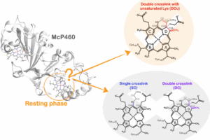 Identifying an unusual structural feature in a cytochrome P460 enzyme