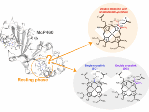 Visualisation of alternative crosslink structures between haem and lysine in the enzyme McP460