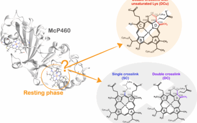 Identifying an unusual structural feature in a cytochrome P460 enzyme