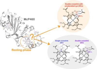 Identifying an unusual structural feature in a cytochrome P460 enzyme